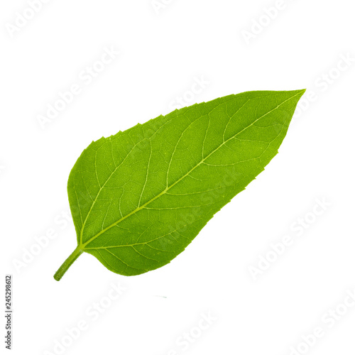 green leaf of sunflower isolated on white background