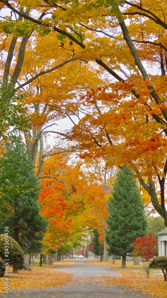 Naklejka premium maple leaves in autumn