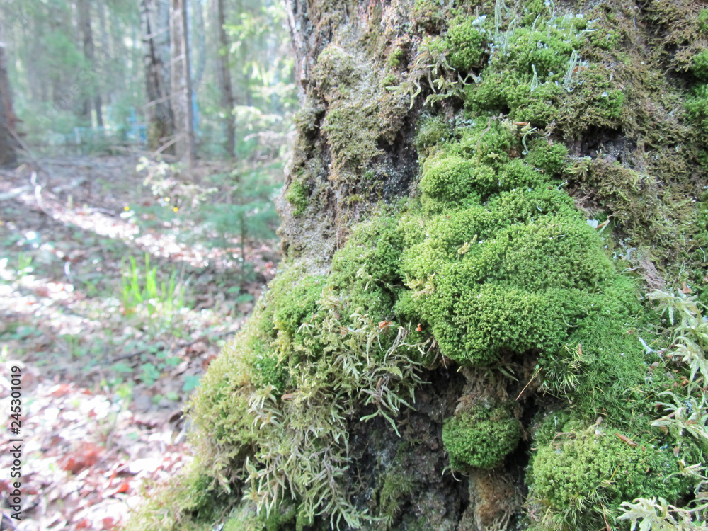 Obraz premium Moss on a tree in the forest. Natural background, the sun's rays.