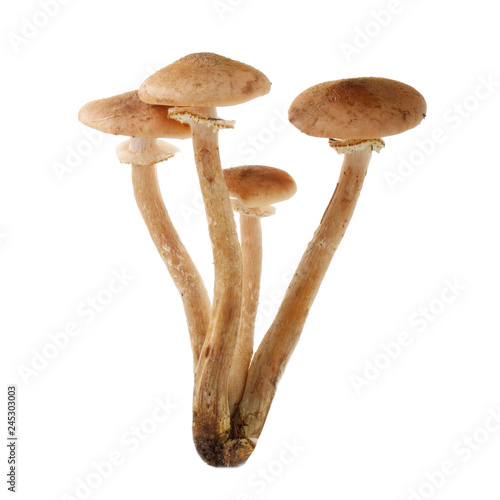 honey mushrooms isolated on white background