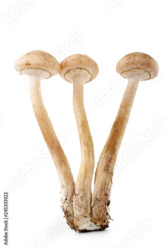three honey mushrooms isolated on white background