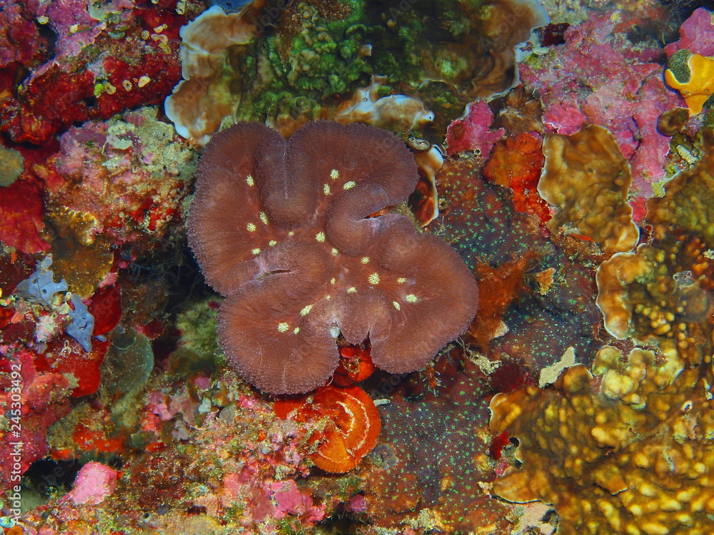 Fototapeta premium Kamienny koral