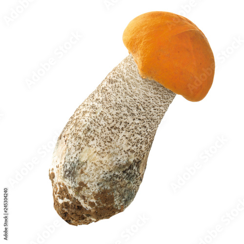 orange-cap boletus isolated on white background