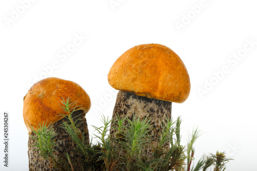 two orange-cap boletus with moss isolated on white background