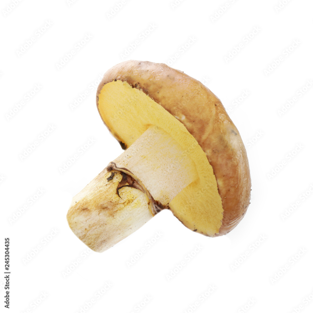yellow boletus isolated on white background yellow boletus isolated on white background
