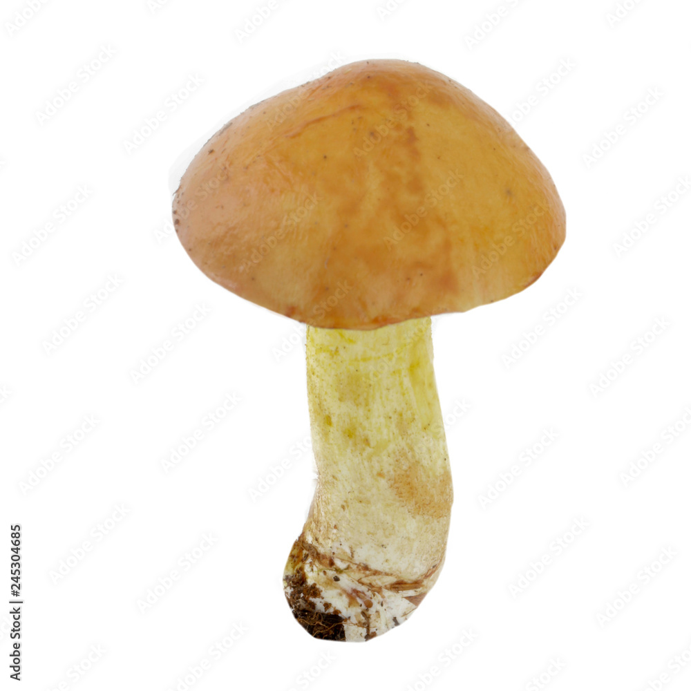 yellow boletus isolated on white background yellow boletus isolated on white background