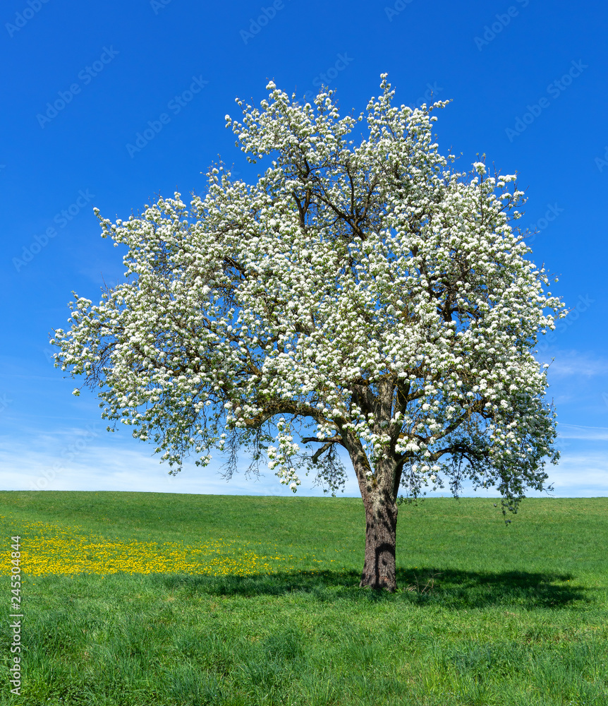 Blühender Birnbaum auf einer großen Wiese - Hochformat - obrazy, fototapety, plakaty 