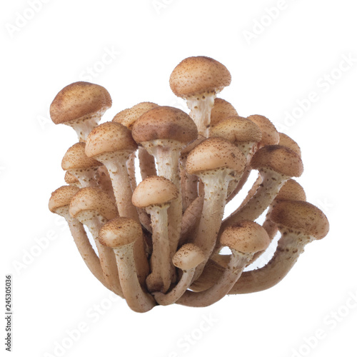 heap of honey mushrooms isolated on white background