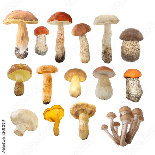 set of mushrooms isolated on white background