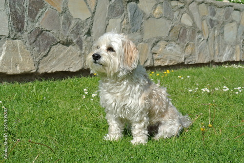 Hund