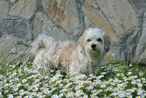 Hund