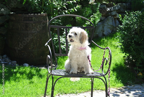 Hund