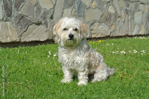 Hund