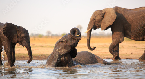 Canvas Print Elephant submerged in a waterhole having a bath with trunk curled around, with ther out of focus elephants in the background