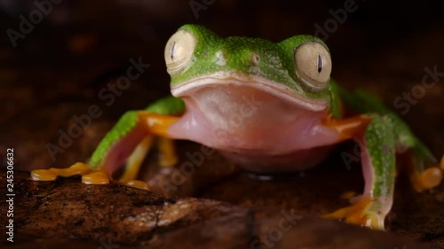 Leaf Frog (Agalychnis hulli) blinking its eyes In the rainforest at night, Ecuador. photo