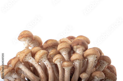 heap of stump mushrooms isolated on white background