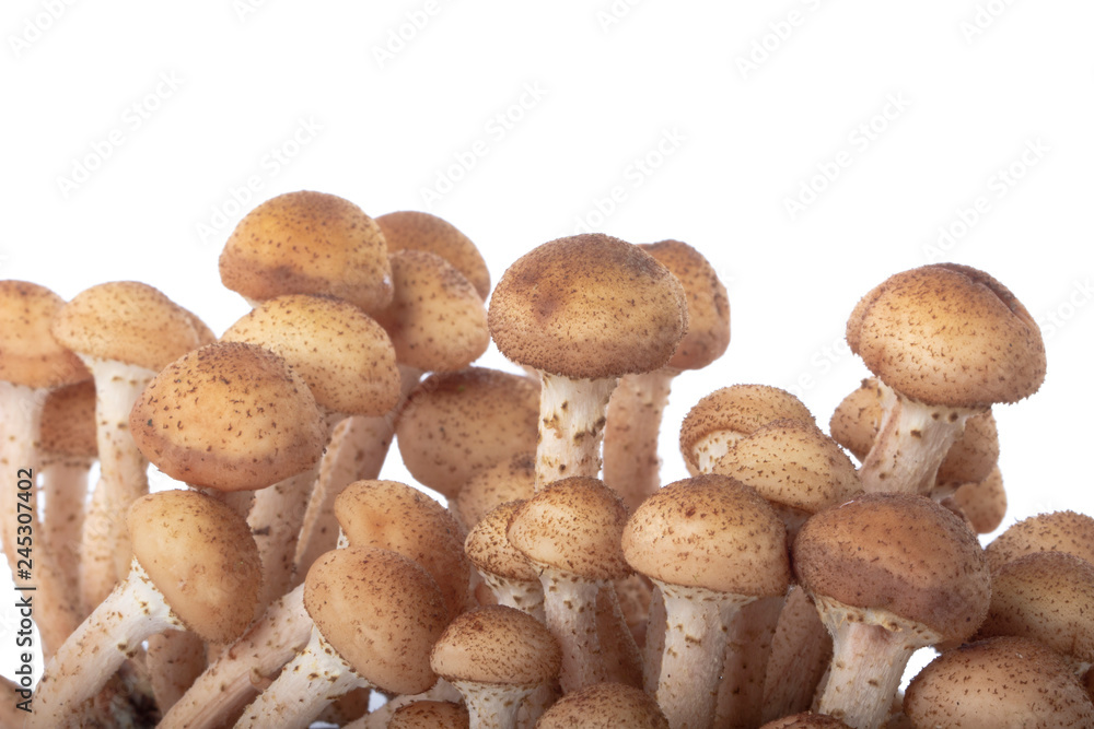 heap of stump mushrooms isolated on white background heap of stump mushrooms isolated on white background