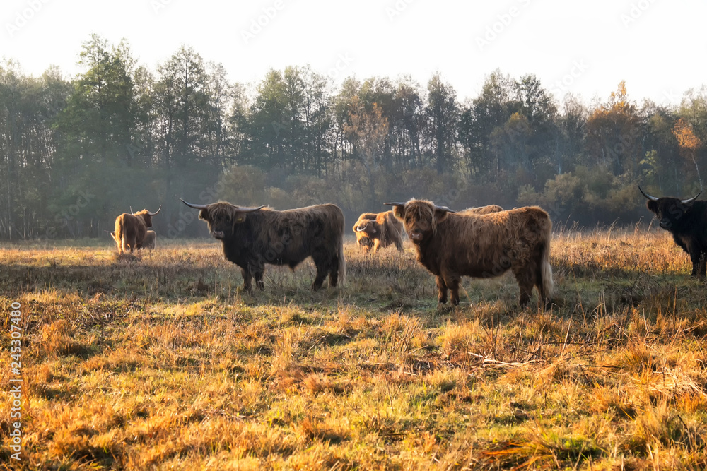 beautiful cows in sunny meadow
