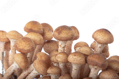 heap of stump mushrooms isolated on white background