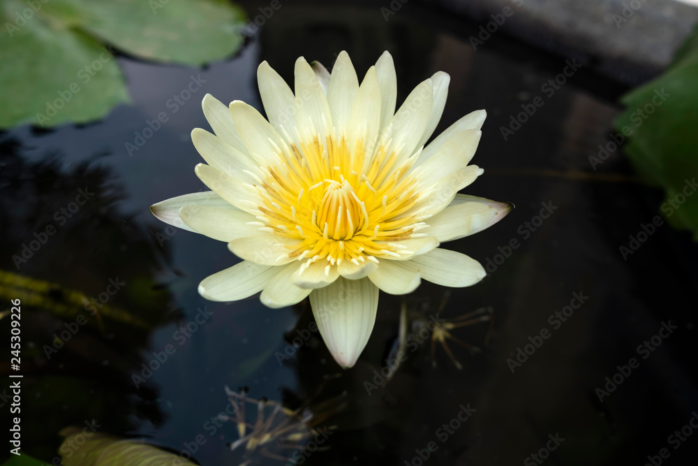 Yellow water lily or otus flower on water. Closeup top view photo.