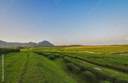 Tea plantation landscape sunset in Boonrod farm, Thailand. photo