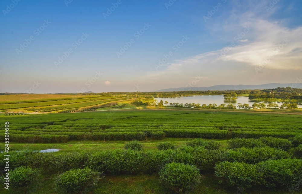 Obraz premium Tea plantation landscape sunset in Boonrod farm, Thailand.