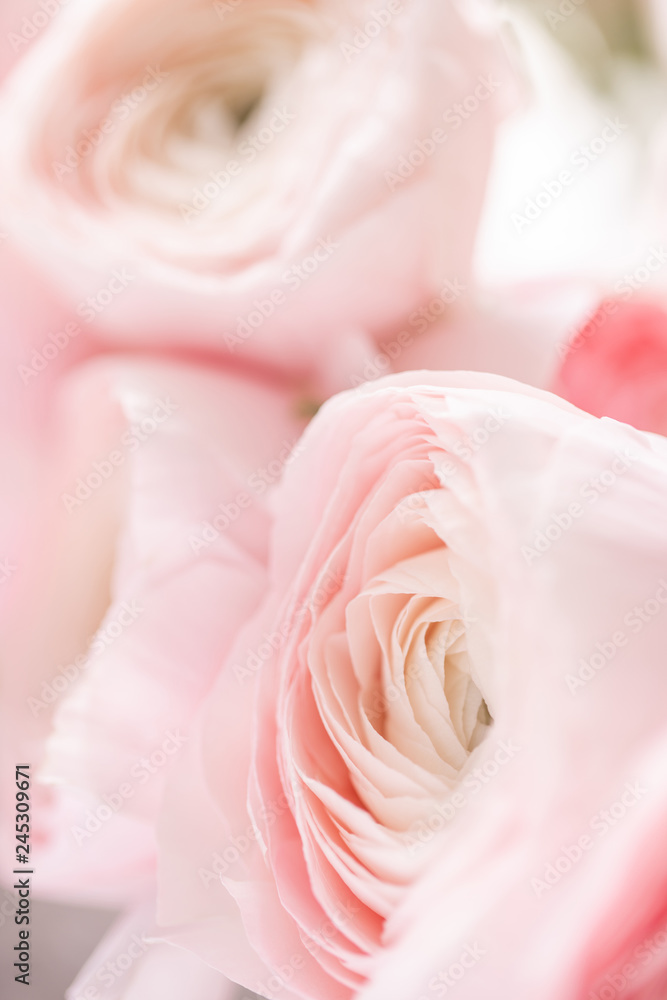 Persian buttercup in glass vases. Bunch pale pink ranunculus flowers light background. Wallpaper. Winter season flowers Persian buttercup in glass vases. Bunch pale pink ranunculus flowers light background. Wallpaper. Winter season flowers