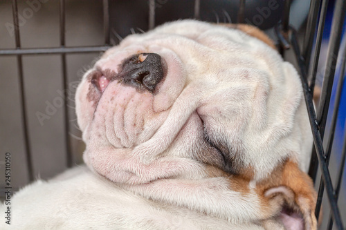 Close up face of Cute pug dog sleeping rest in cage