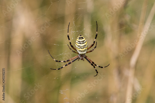 argiope spider on web