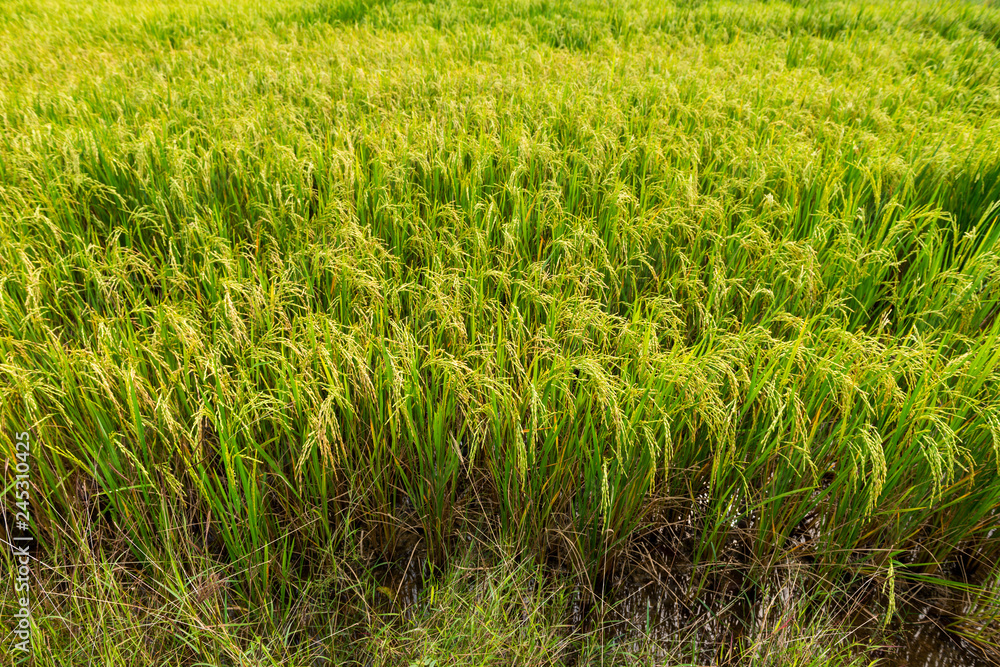 Rice field in local area of Thailand sunny day Rice field in local area of Thailand sunny day