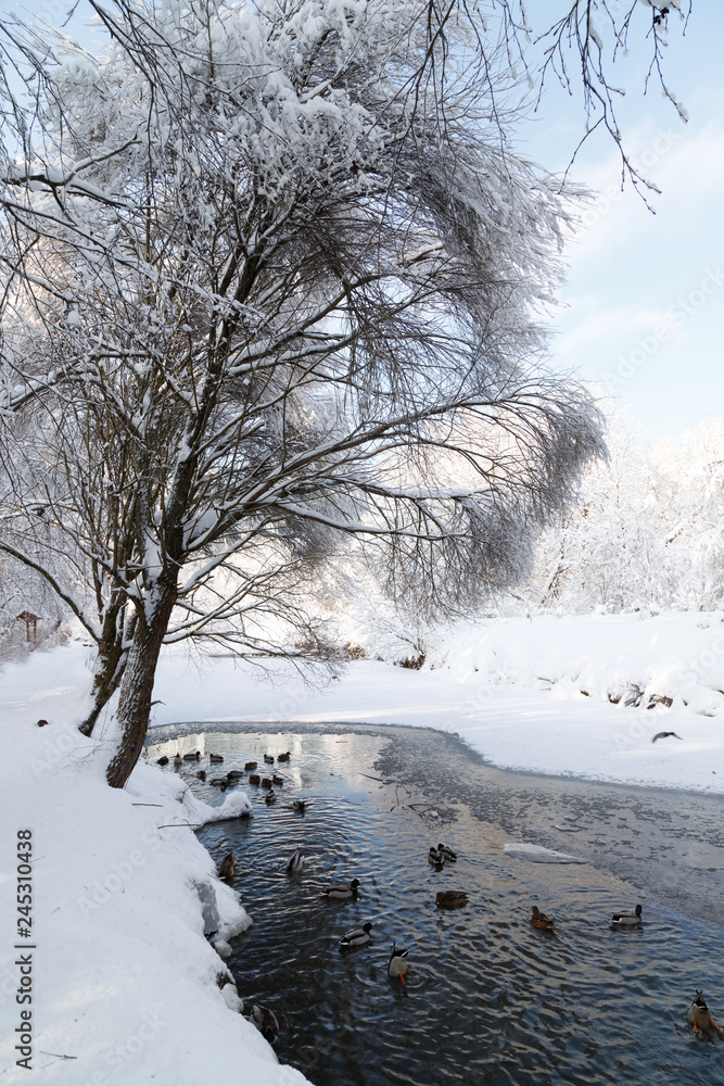 A pond with ducks in a cold clear winter day. Vertical landscape. Moscow parks. A pond with ducks in a cold clear winter day. Vertical landscape. Moscow parks.