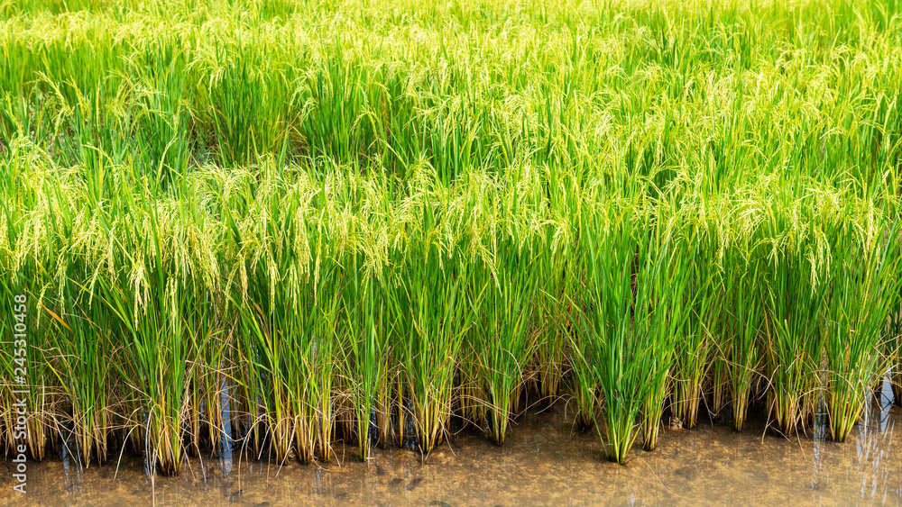 Obraz premium Rice field in local area of Thailand sunny day