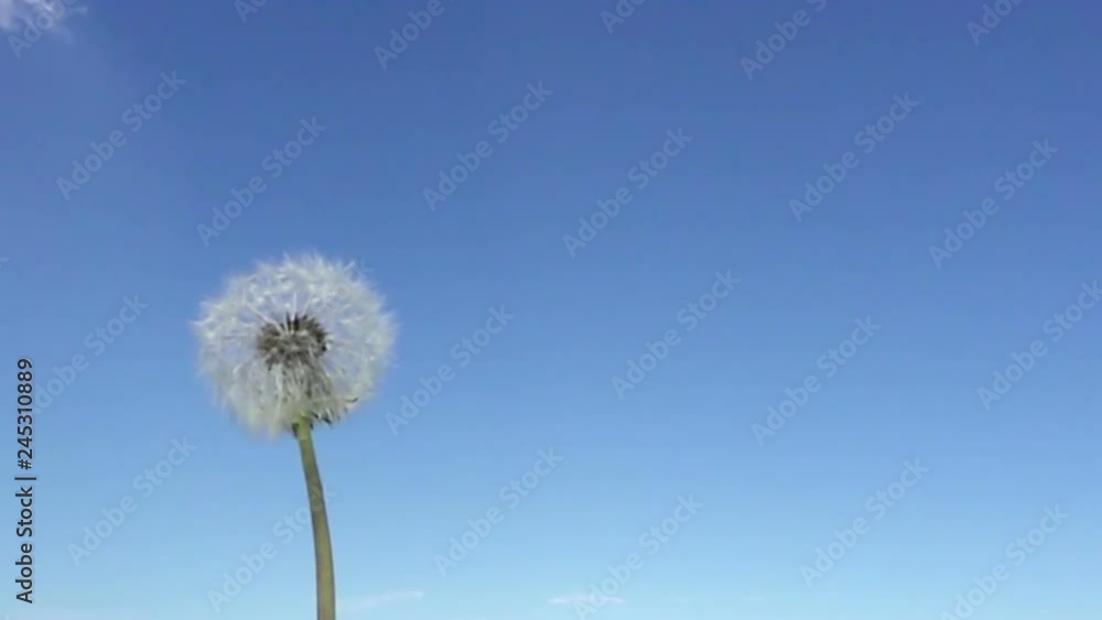 Wind blows off fuzzes with seeds from a white dandelion against the background of the blue sky,Slow motion Wind blows off fuzzes with seeds from a white dandelion against the background of the blue sky,Slow motion