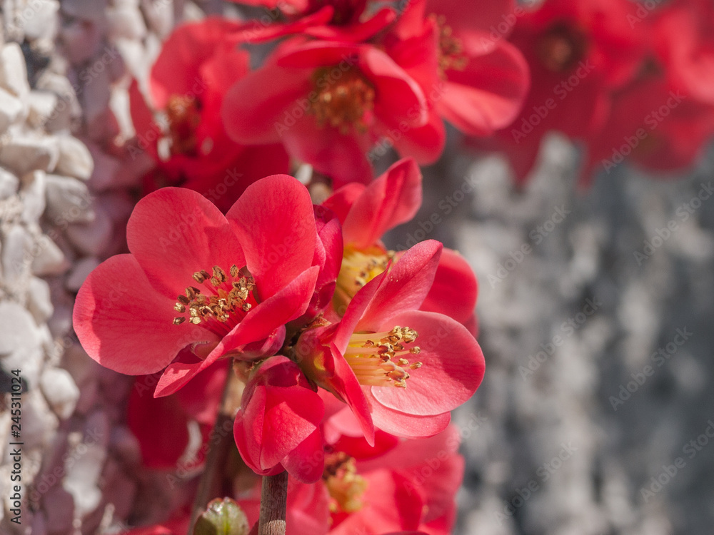 Beautiful sunlit flowering pink Quince blossoms in the Springtime.