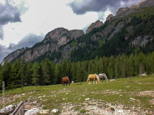 Cavali nelle Dolomiti photo