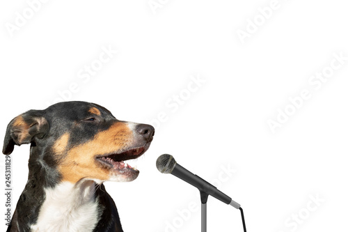 Appenzeller mountain dog isolated on white background singing with microphone