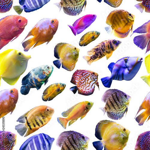 Seamless pattern. Multi-colored fishes on a white background. Site about nature, art, animals, sea, fish.