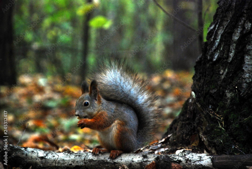 red squirrel on a tree red squirrel on a tree