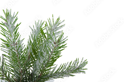 branch of fir with snow isolated on white background