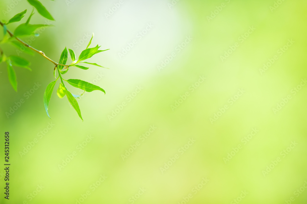 Spring Crack willow (Salix fragilis) branch and leaves in springtime. Selective focus and shallow depth of field. Spring Crack willow (Salix fragilis) branch and leaves in springtime. Selective focus and shallow depth of field.