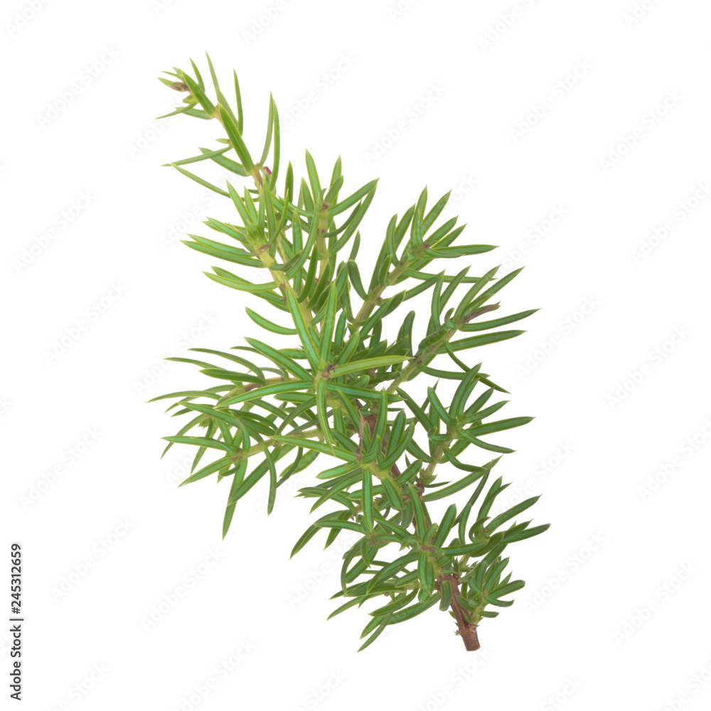 Fototapeta premium branch of juniper isolated on white background
