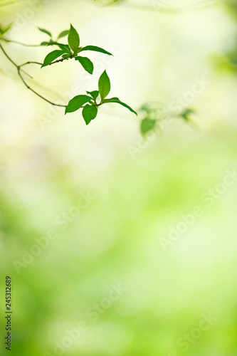 Spring leaves and flower buds against blurred background. Selective focus and very shallow depth of field.