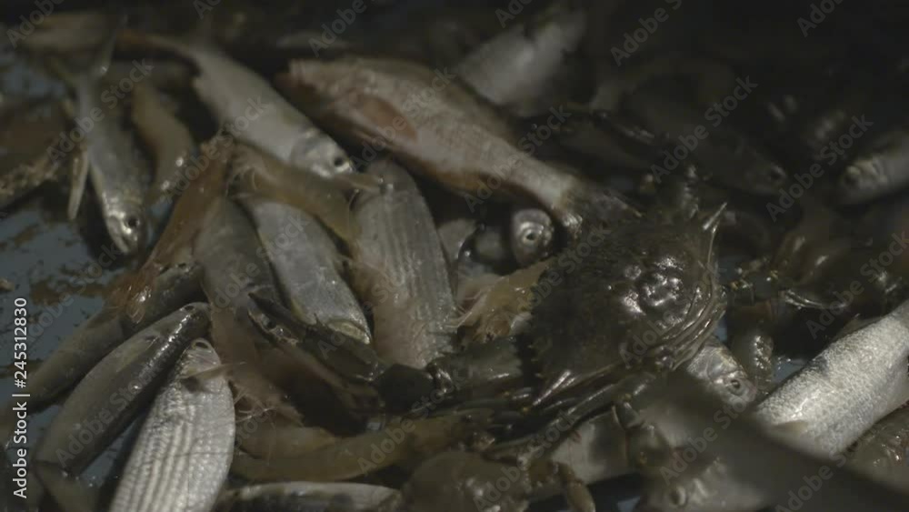 Close Up of Fish, Prawns and Crabs Being Caught