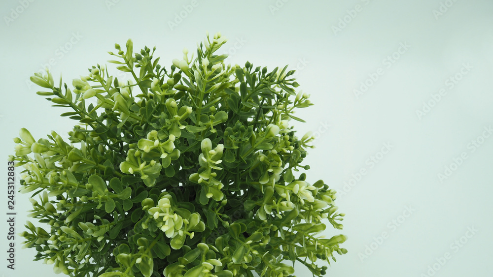 plants or plastic or fake tree on white background. plants or plastic or fake tree on white background.