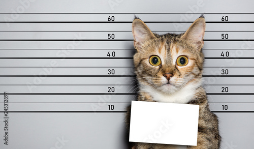 cat portrait with frightened eyes as a police criminal