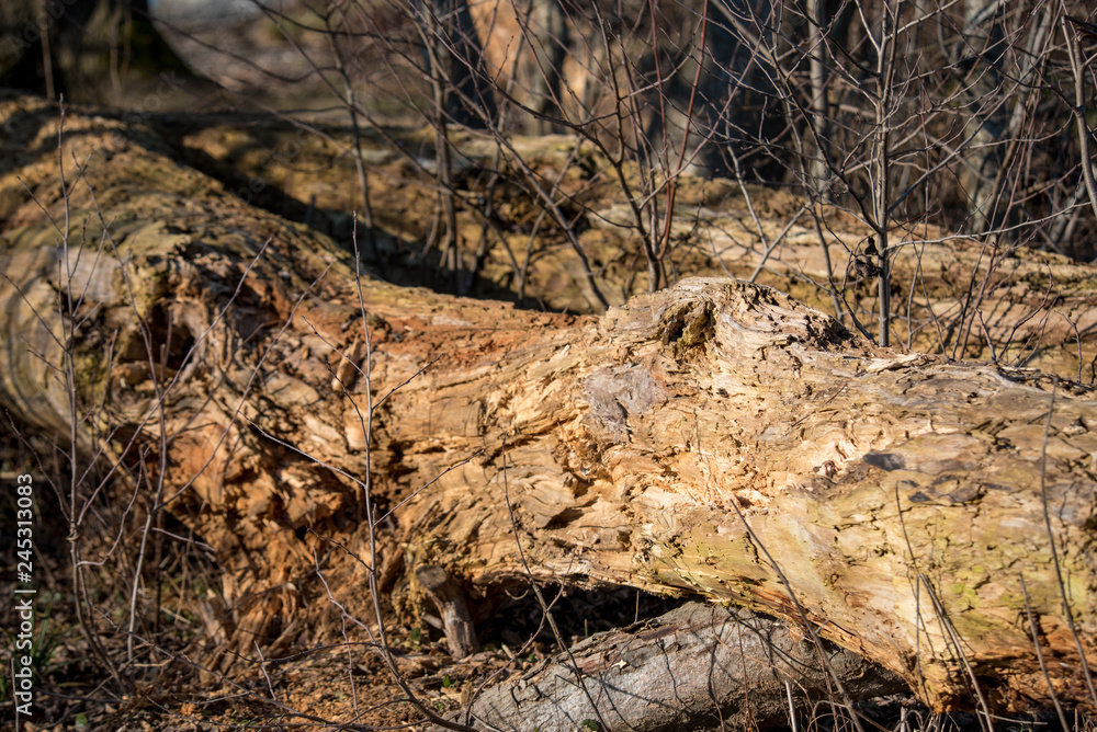 Fallen tree in the woods. Morning sun Fallen tree in the woods. Morning sun