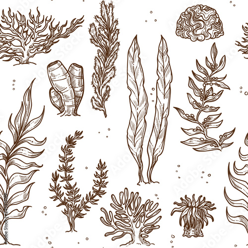 Seaweed underwater plants and corals or sponges