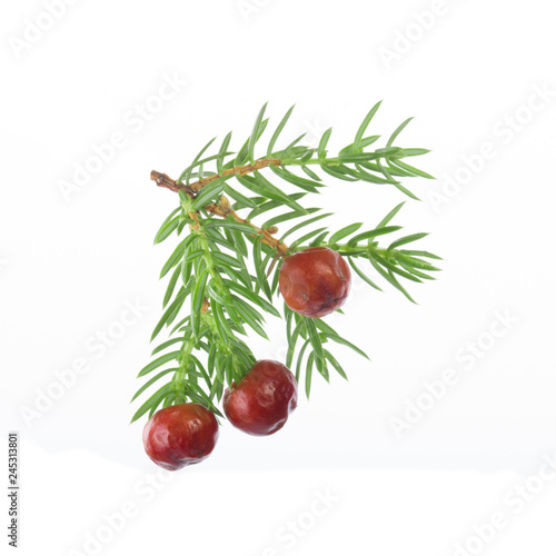 branch of juniper with red berries isolated. red berries of juniper on branch isolated on white background