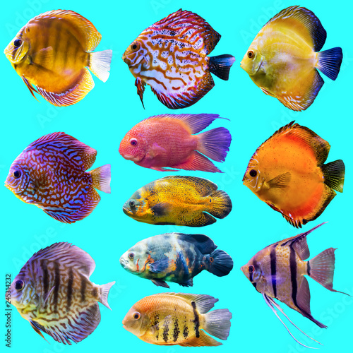 Eleven aquarium fish. Isolated photo on blue background. Website about nature , aquarium fish, life in the ocean .