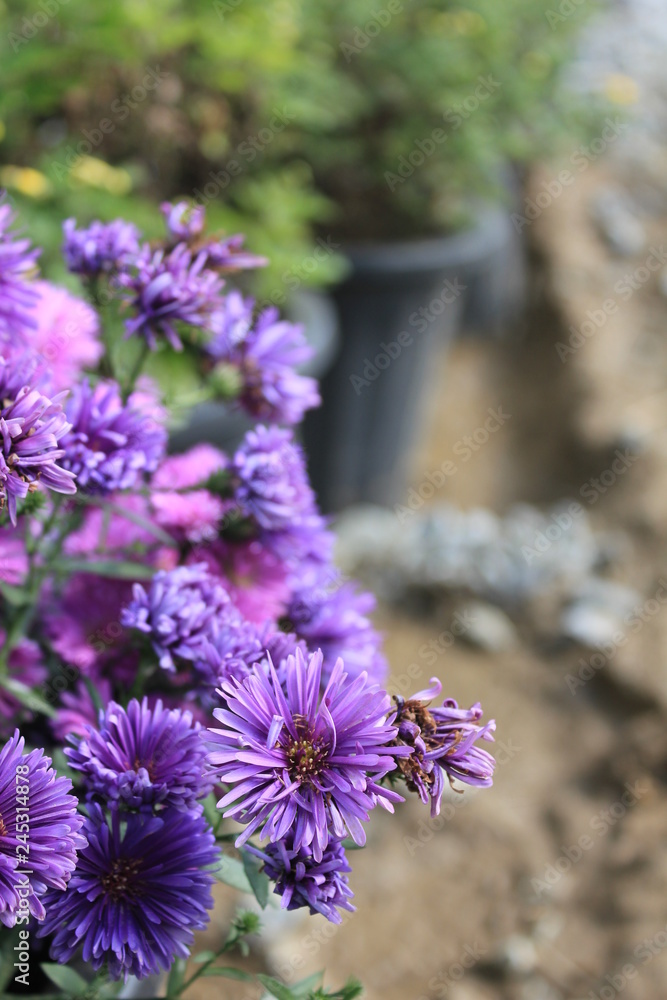Obraz premium chrysanthemum flowers in the garden